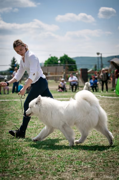 Samojed Klub SK – 9. května 2026