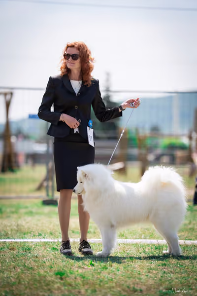 Samojed Klub SK – 9. května 2026