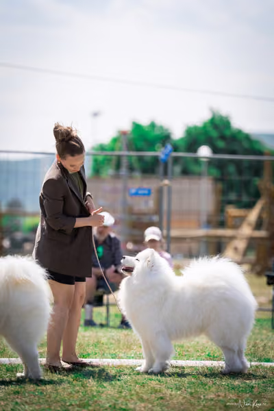 Samojed Klub SK – 9. května 2026