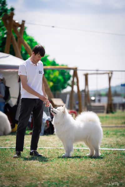 Samojed Klub SK – 9. května 2026