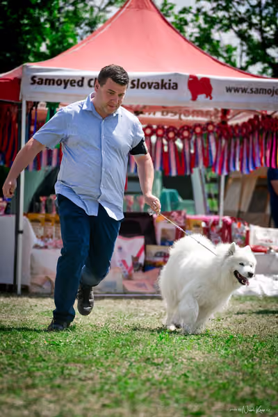 Samojed Klub SK – 9. května 2026