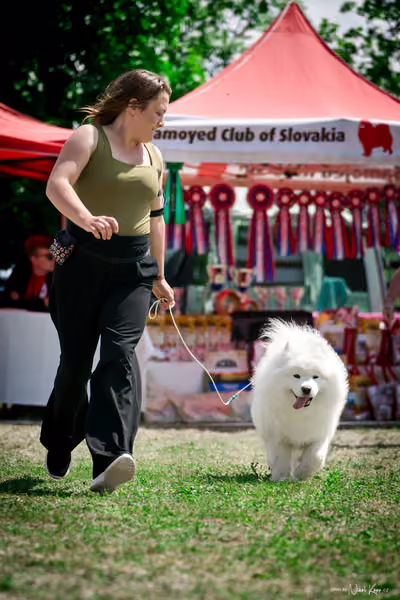 Samojed Klub SK – 9. května 2026