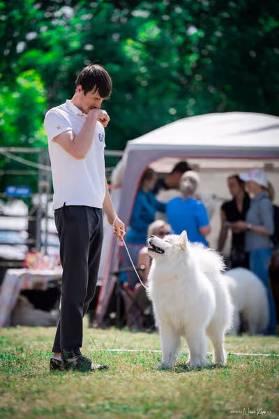 Samojed Klub SK – 9. května 2026