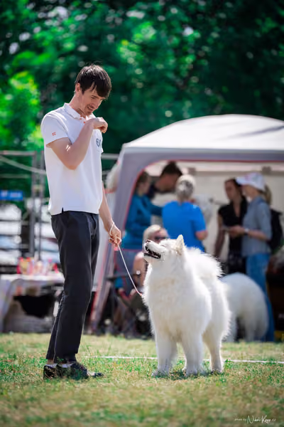 Samojed Klub SK – 9. května 2026