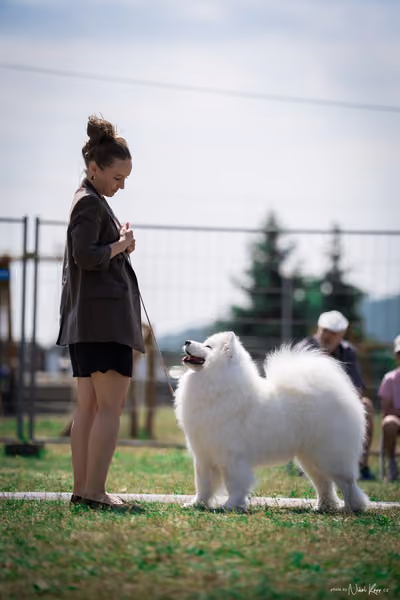 Samojed Klub SK – 9. května 2026