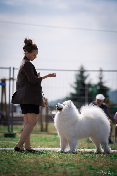 Samojed Klub SK – 9. května 2026