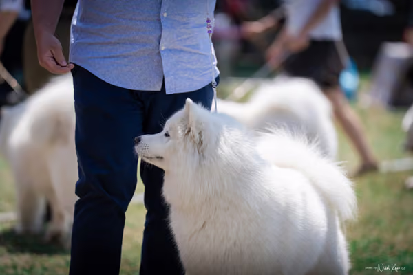Samojed Klub SK – 9. května 2026