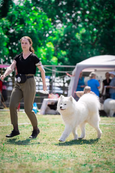 Samojed Klub SK – 9. května 2026