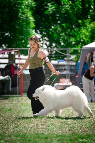 Samojed Klub SK – 9. května 2026