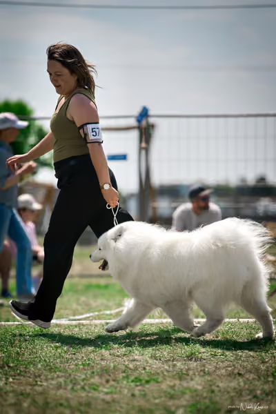 Samojed Klub SK – 9. května 2026