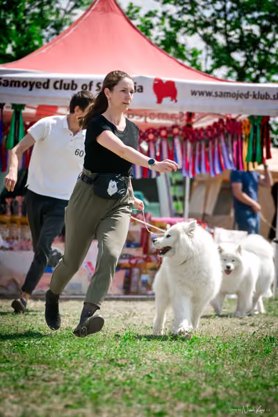 Samojed Klub SK – 9. května 2026