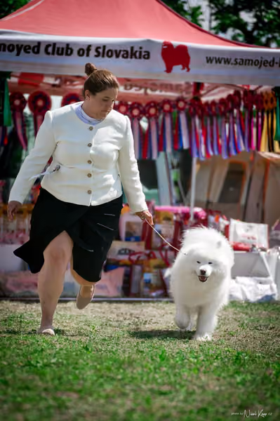 Samojed Klub SK – 9. května 2026