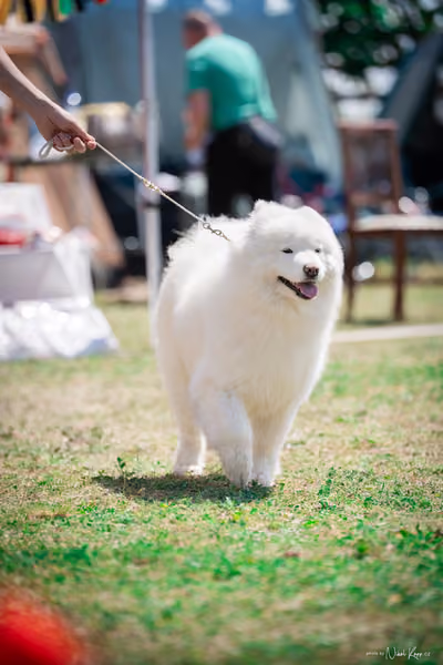 Samojed Klub SK – 9. května 2026