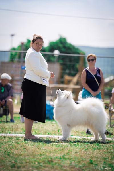 Samojed Klub SK – 9. května 2026