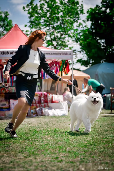 Samojed Klub SK – 9. května 2026