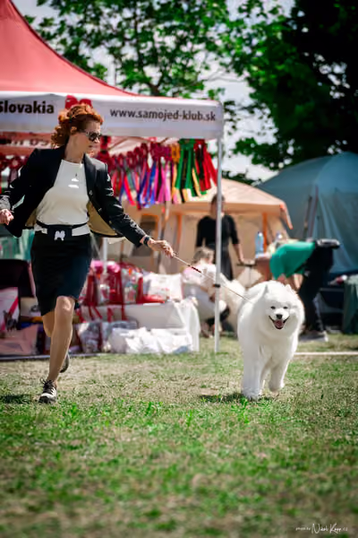 Samojed Klub SK – 9. května 2026
