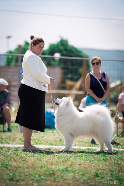 Samojed Klub SK – 9. května 2026
