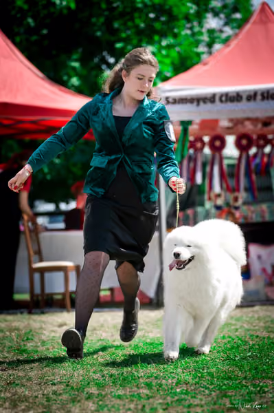 Samojed Klub SK – 9. května 2026