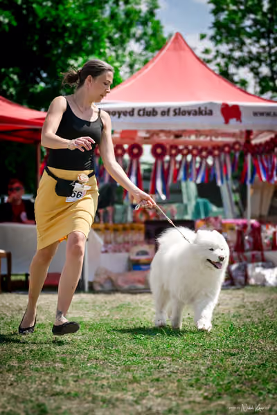 Samojed Klub SK – 9. května 2026