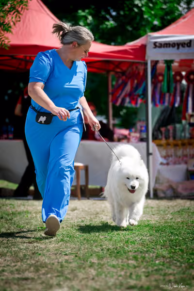 Samojed Klub SK – 9. května 2026