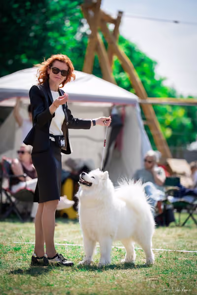 Samojed Klub SK – 9. května 2026