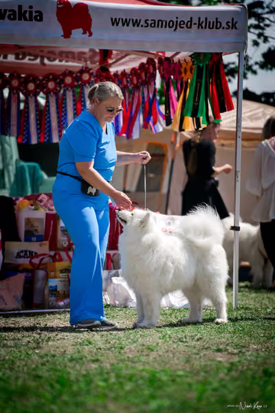 Samojed Klub SK – 9. května 2026