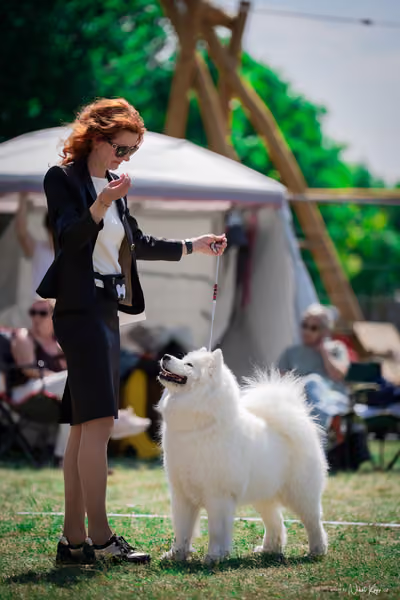 Samojed Klub SK – 9. května 2026