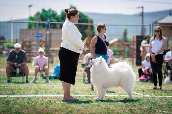 Samojed Klub SK – 9. května 2026