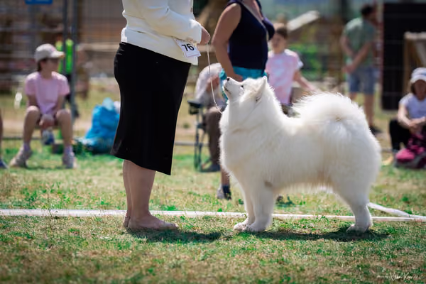 Samojed Klub SK – 9. května 2026