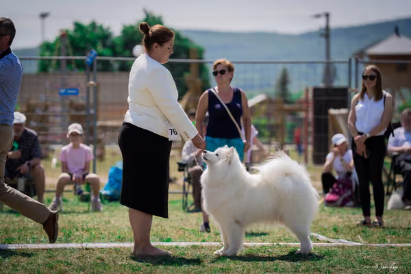 Samojed Klub SK – 9. května 2026