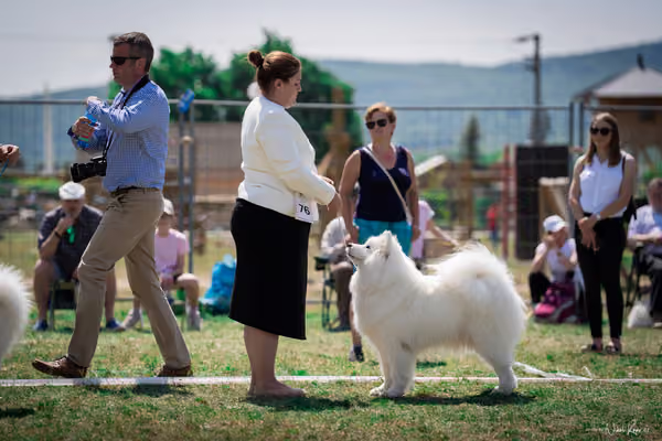 Samojed Klub SK – 9. května 2026