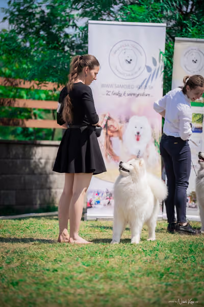 Samojed Klub SK – 9. května 2026