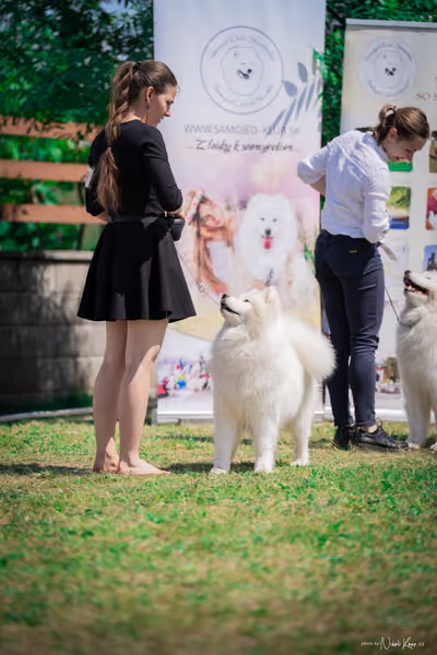Samojed Klub SK – 9. května 2026