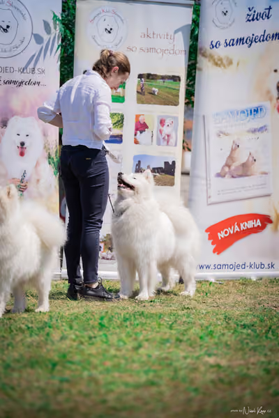 Samojed Klub SK – 9. května 2026
