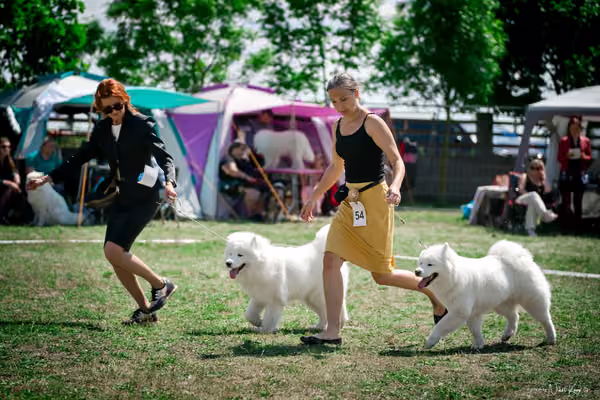 Samojed Klub SK – 9. května 2026