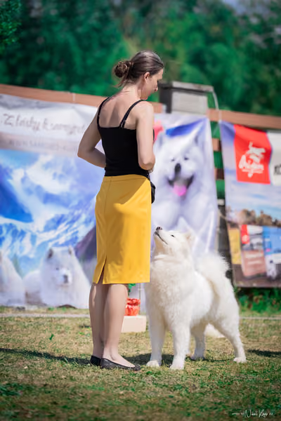Samojed Klub SK – 9. května 2026