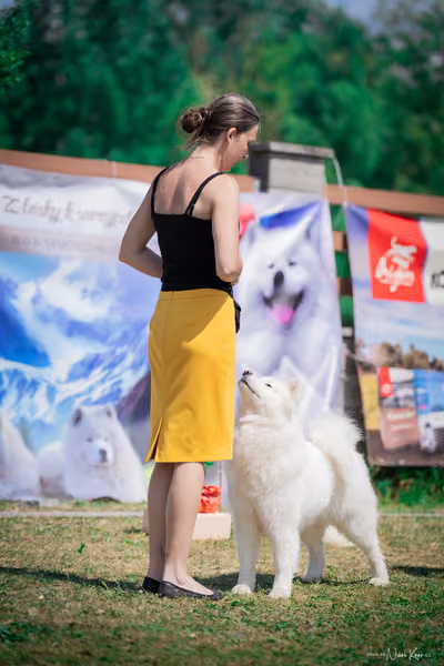 Samojed Klub SK – 9. května 2026