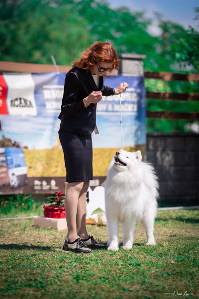 Samojed Klub SK – 9. května 2026
