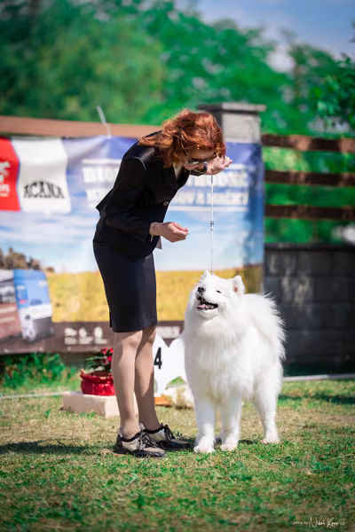Samojed Klub SK – 9. května 2026