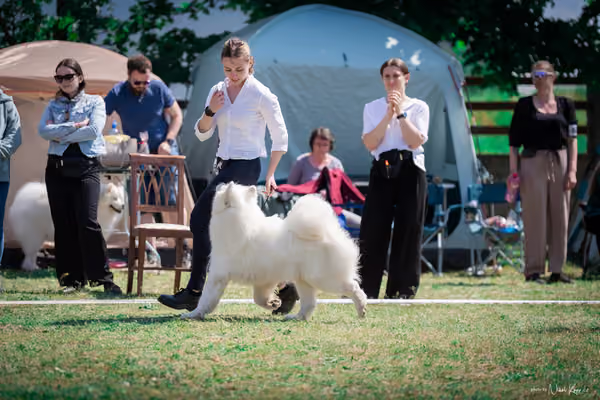 Samojed Klub SK – 9. května 2026