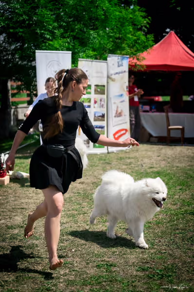 Samojed Klub SK – 9. května 2026