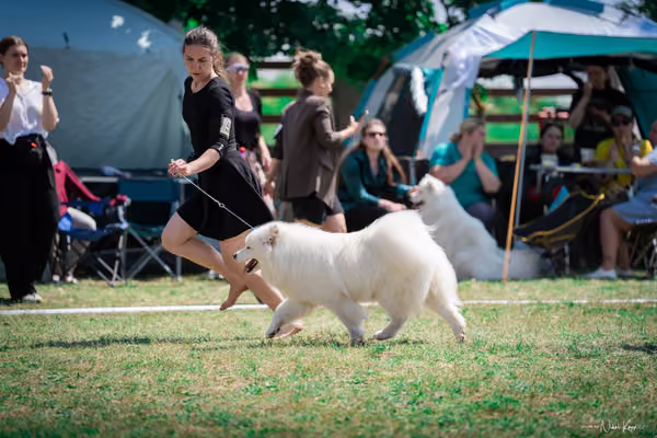 Samojed Klub SK – 9. května 2026