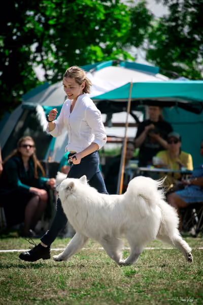 Samojed Klub SK – 9. května 2026