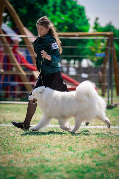 Samojed Klub SK – 9. května 2026