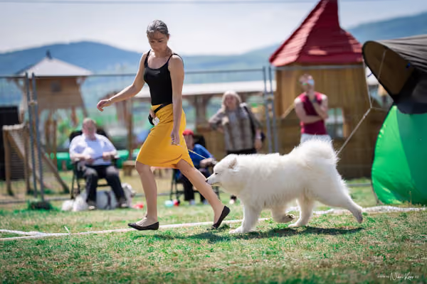 Samojed Klub SK – 9. května 2026