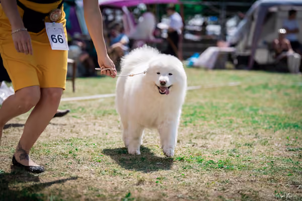 Samojed Klub SK – 9. května 2026