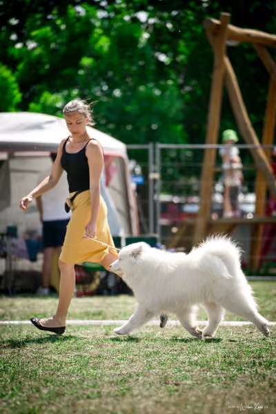 Samojed Klub SK – 9. května 2026