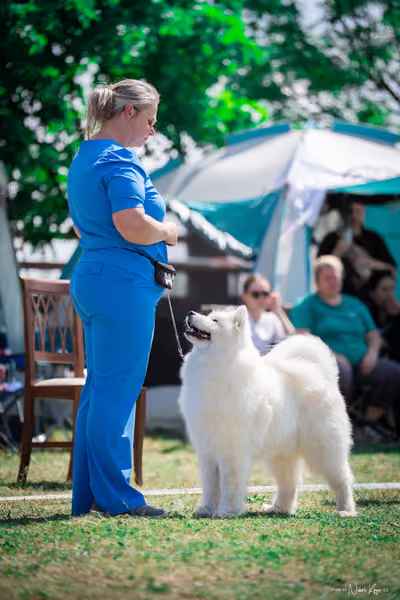 Samojed Klub SK – 9. května 2026