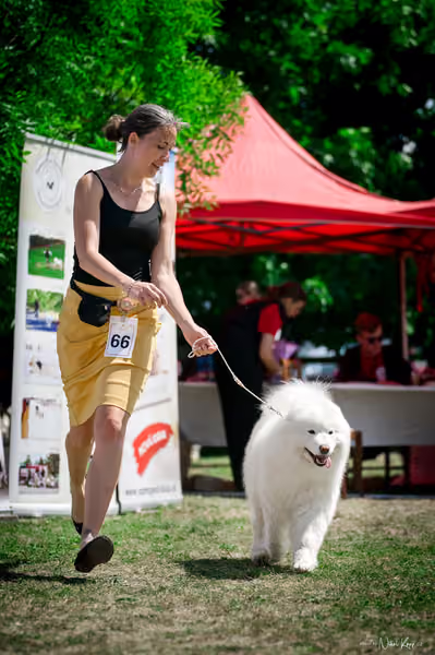 Samojed Klub SK – 9. května 2026