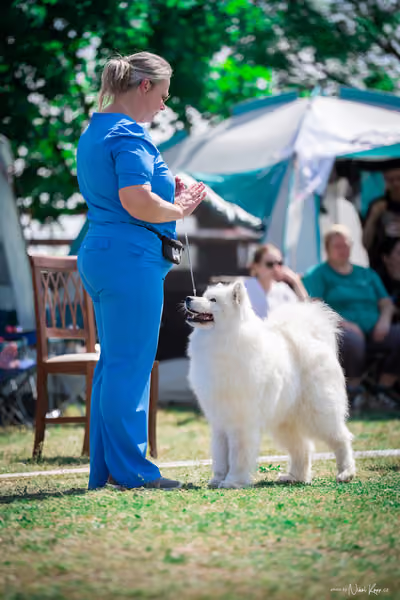 Samojed Klub SK – 9. května 2026
